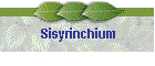 Sisyrinchium
