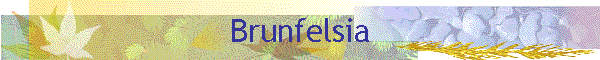 Brunfelsia
