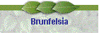 Brunfelsia