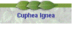 Cuphea Ignea