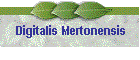 Digitalis Mertonensis
