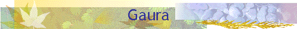 Gaura
