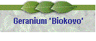 Geranium 'Biokovo'