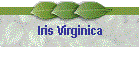 Iris Virginica