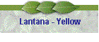 Lantana - Yellow