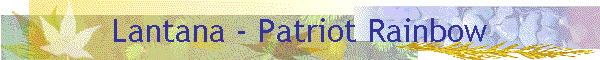 Lantana - Patriot Rainbow