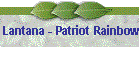 Lantana - Patriot Rainbow