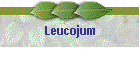 Leucojum
