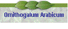 Ornithogalum Arabicum