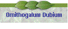 Ornithogalum Dubium
