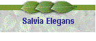 Salvia Elegans