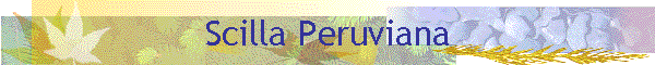 Scilla Peruviana