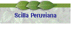 Scilla Peruviana