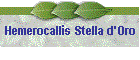 Hemerocallis Stella d'Oro