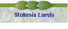 Stokesia Laevis