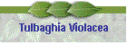 Tulbaghia Violacea
