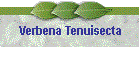 Verbena Tenuisecta