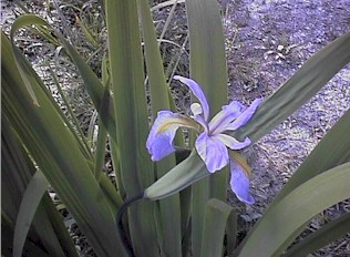 Iris - Virginica