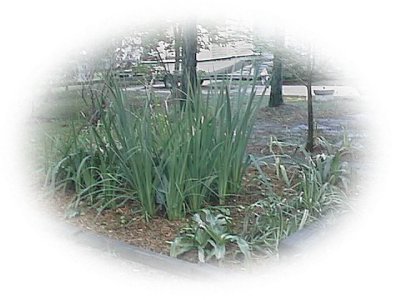 Irises and other bog plants around Sewerage Treatment Plant