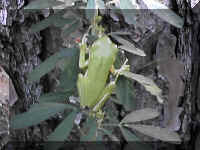 treefrog.JPG (60794 bytes)