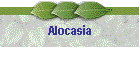 Alocasia