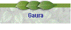 Gaura