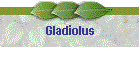 Gladiolus