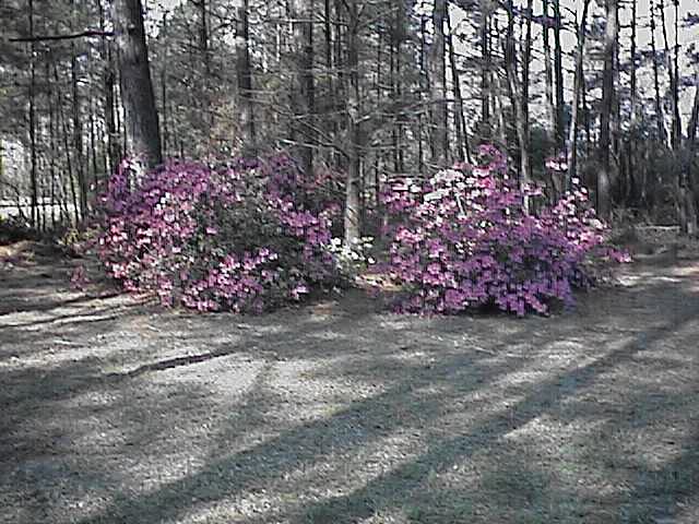 Azaleas