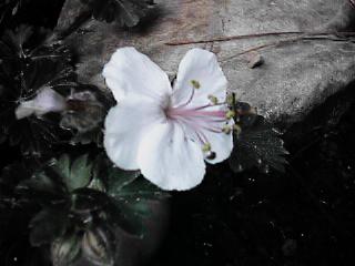 Hardy Geranium