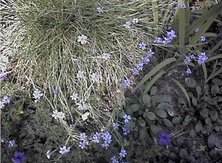 Blue Eyed Grass