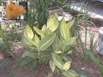 Canna Pretoria