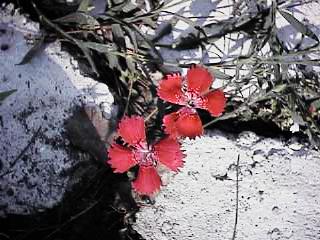 Dianthus Zing Rose