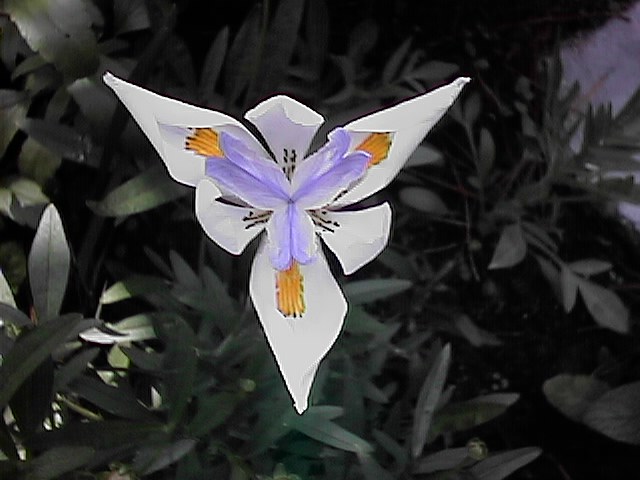 Dietes Vegeta