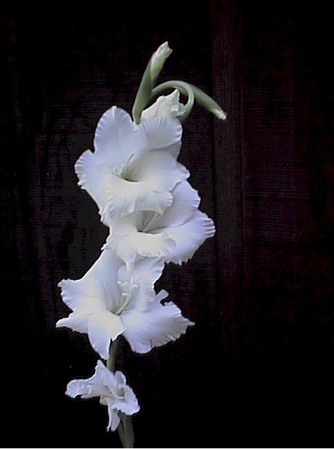 gladiolus.JPG (55271 bytes)