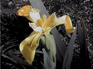 Iris - Yellow