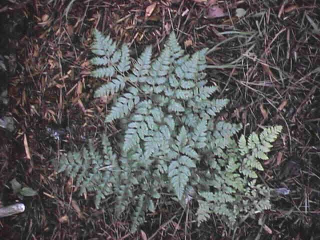 leatherfern.JPG (60733 bytes)