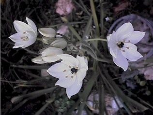 Ornithogalum Arabicum