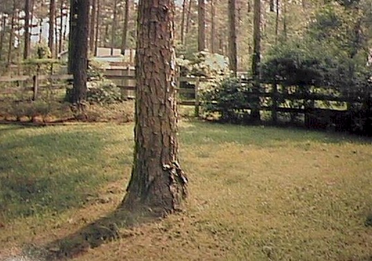 pinetree.JPG (83539 bytes)