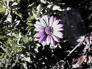 Osteospermum - Purple