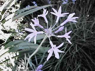 Tulbaghia Violacea