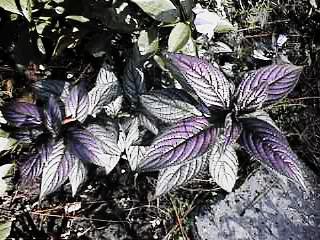 Strobilanthes