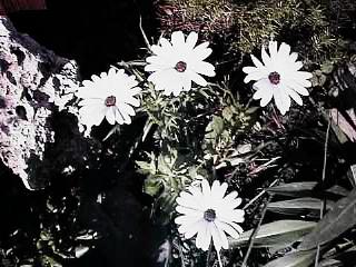 Osteospermum Dazzler