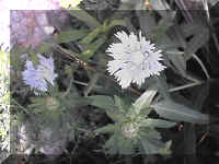 whitestokesia3.JPG (59689 bytes)